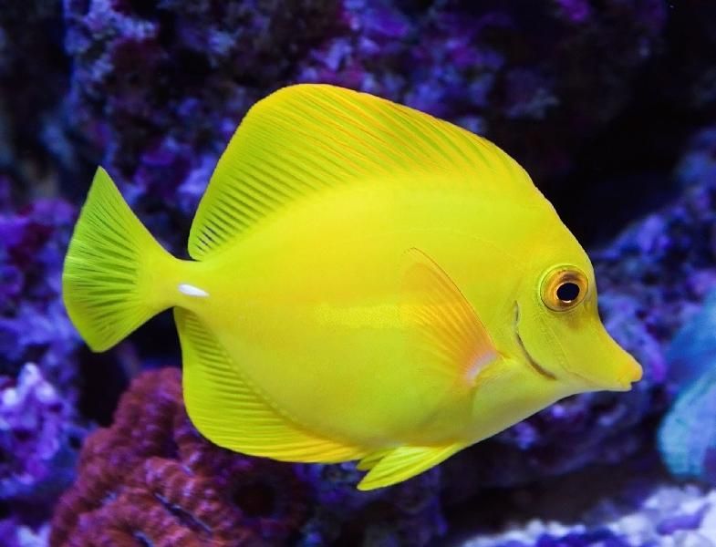 top-10-most-beautiful-fishes-in-sea-world-nsnbc