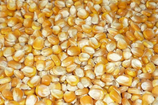 Organic yellow maize, for Animal Food, Style : Dried