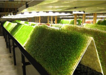 aeroponic construction services