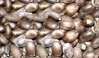 karanja seeds