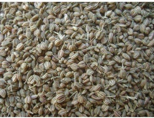 Ajwain Dry Extract