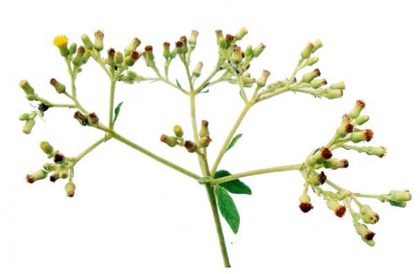 Blumea Leaf Dry Extract