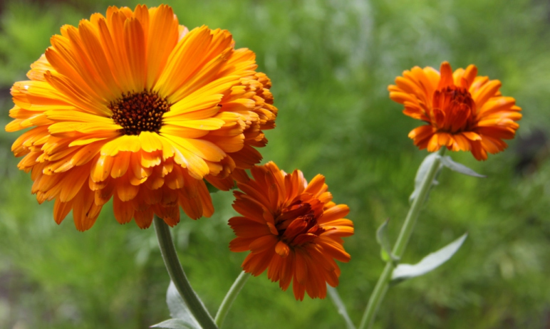 Calendula Dry Extract