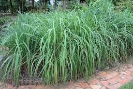 Citronella Dry Extract