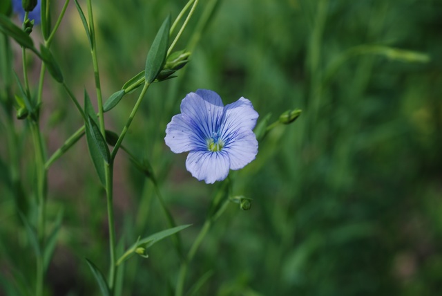 Flax Seed Dry Extract