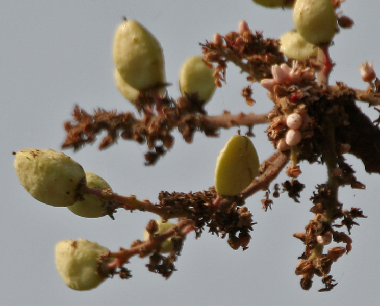 Frankincense Dry Extract