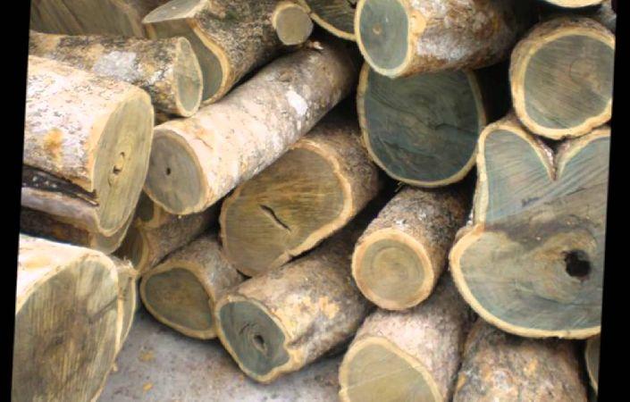 Guaiac Wood Dry Extract
