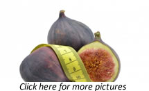 Fig (Ficus carica) plants