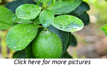Lemon (Citrus aurantifolia swingle) plants