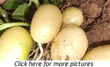 Potato (Solanum Tuberosum) Plants