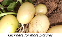 Potato (Solanum tuberosum) plants