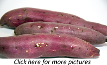 Sweet Potato (Ipomoea batatas) plants