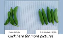 Tindora (Coccina Indica) Plants