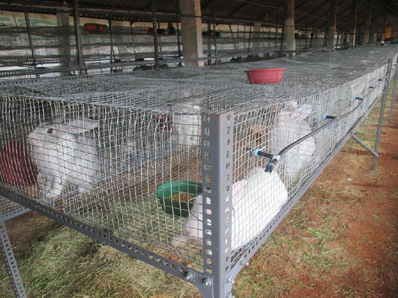 Rabbit Cage Manufacturer in Mysore Karnataka India by MY Rabbit Farm
