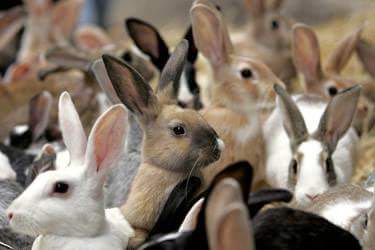 Rabbit Farming Services