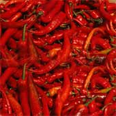 Chilli Pepper