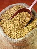 fenugreek