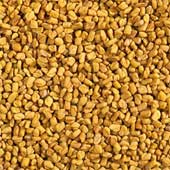 fenugreek