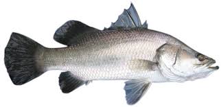 Fresh Barramundi Fish