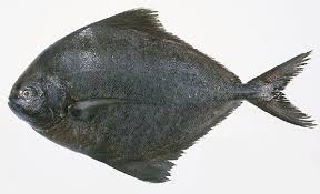 Fresh Black Pomfret Fish