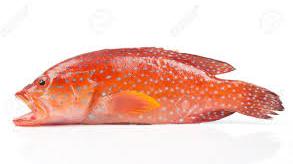 red grouper fish