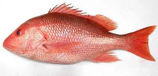 Fresh Red Snapper Fish