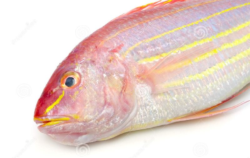 Fresh Threadfin Bream Fish