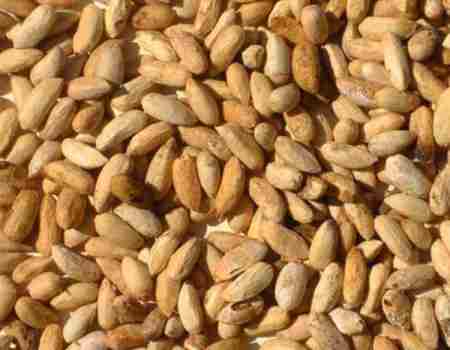 Common neem seeds, for Cosmetic