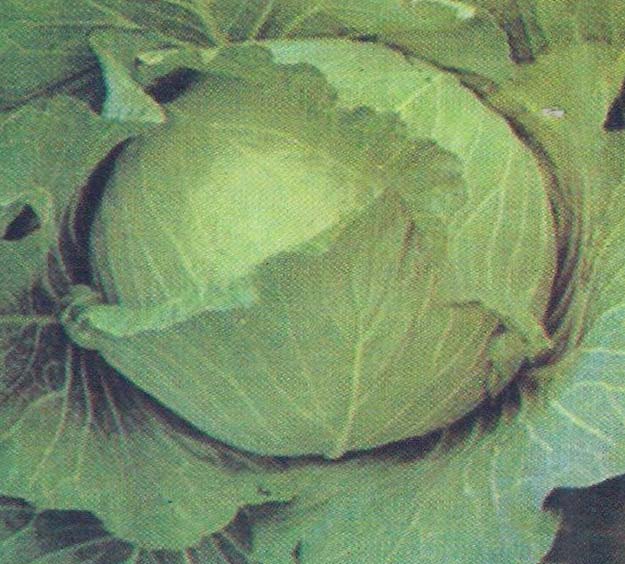Cabbage Hari Kalyani