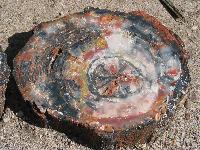 premium petrified wood