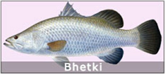 Bhetki Fish Seeds