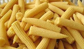 Baby Corn, Shelf Life : 7-10days