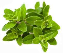 Fresh Marjoram, Form : Leafs