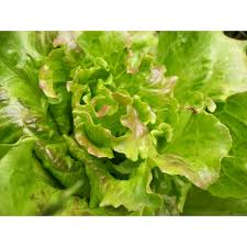 Organic Fresh Summer Crisp Lettuce, for Pesticide Free, High Nutritive Value, Packaging Type : Plastic Bag