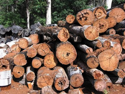 African Teak Wood Logs