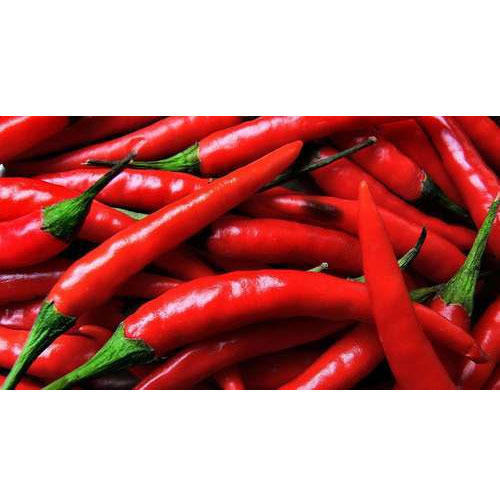 Fresh Kashmiri Red Chilli