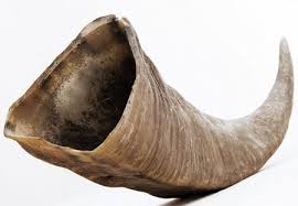 Buffalo Horn