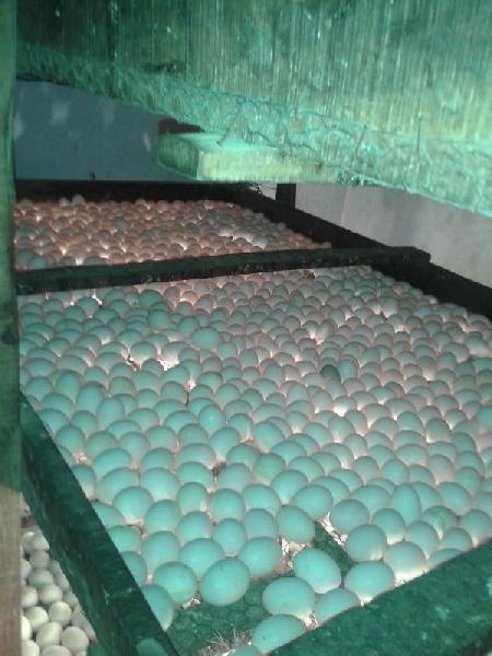 Hatching Duck Eggs, Color : White