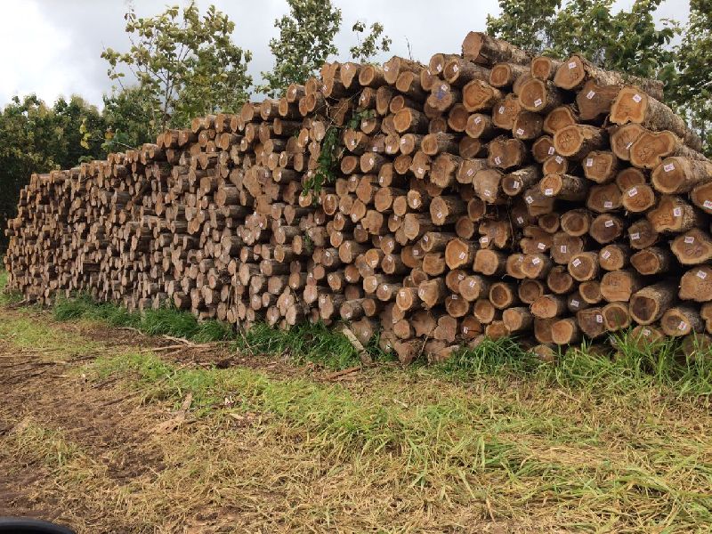 TEAK LOGS BRAZIL