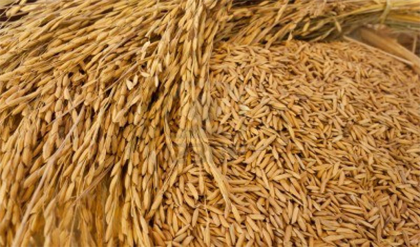 paddy seeds