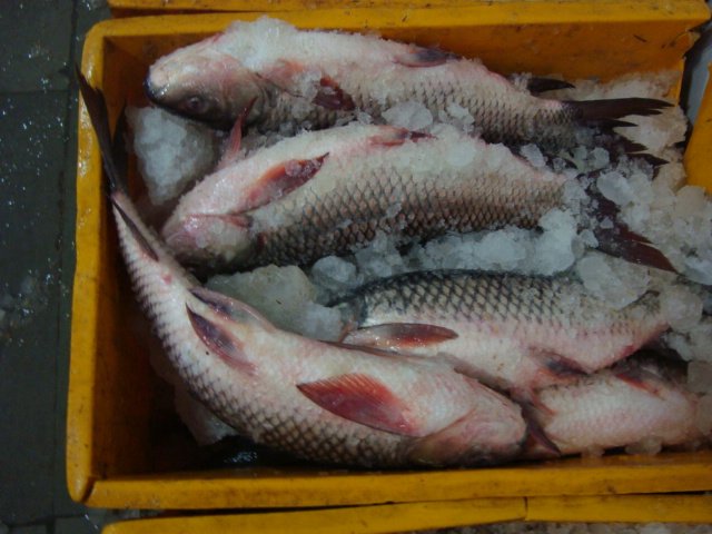 frozen rohu fish