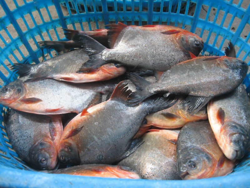 Fresh Black Pomfret Fish