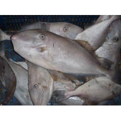 Leather Jacket - Pinetree Vietnam Co., Ltd | Seafood Exporter & Supplier