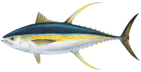 Fresh Yellowfin Tuna Fish