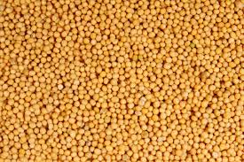 yellow mustard seeds