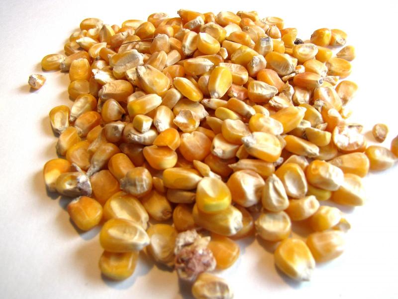 maize seeds