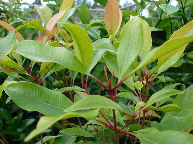 Clove Leaf Oil