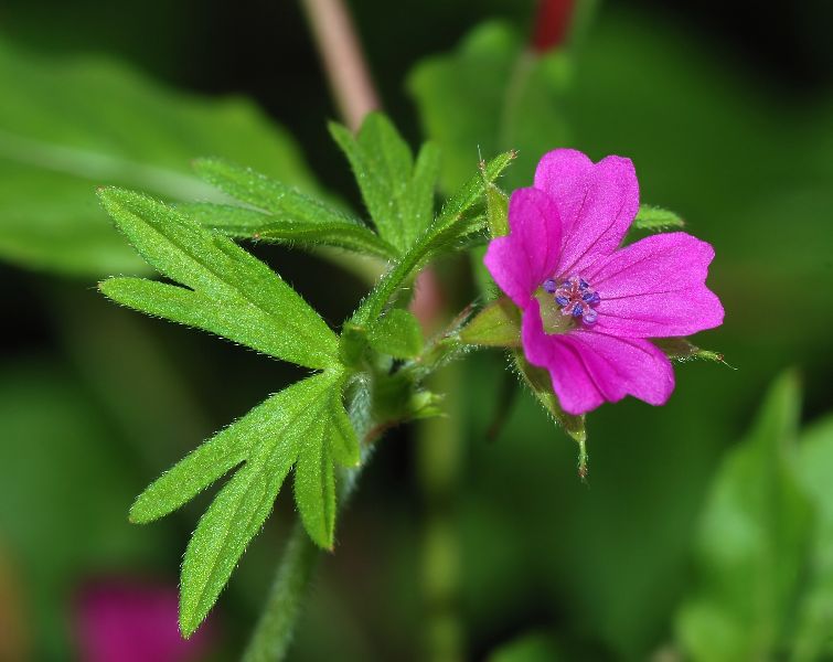 geranium oil