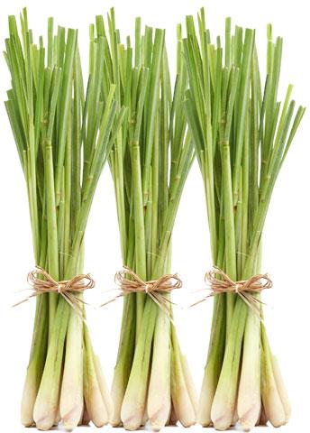 lemon grass oil