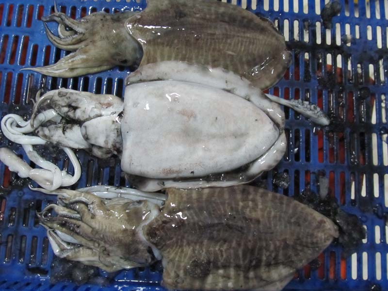 Fresh Cuttlefish, Packaging Type : Box